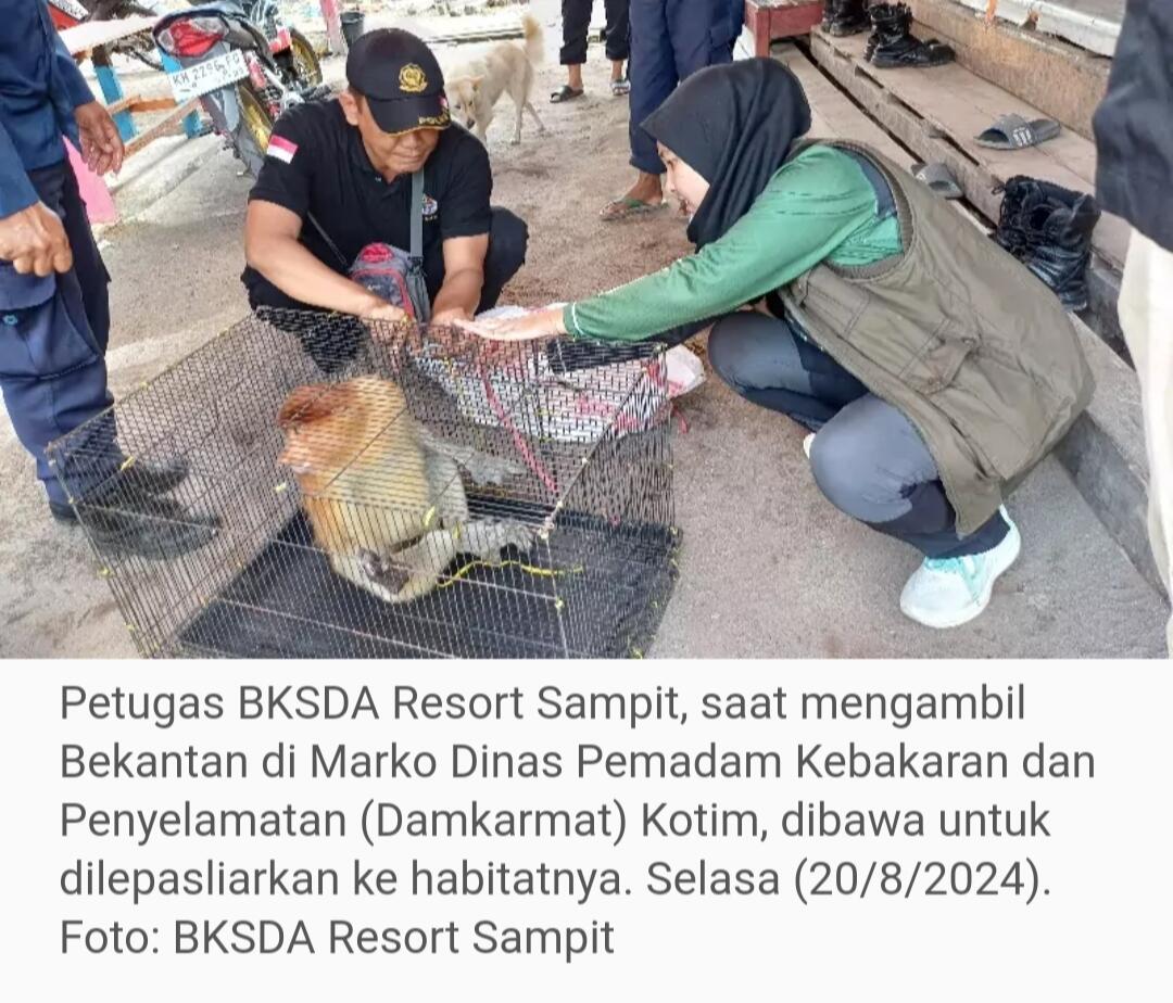 Bekantan Acak-acak Ponpes Darul Amin Sampit Dilepasliarkan