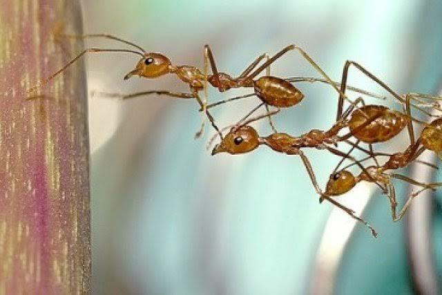 Bukan Makhluk Hidup Pemalas: Apakah Semut pernah Nganggur? Ini Jawabannya Gansist!