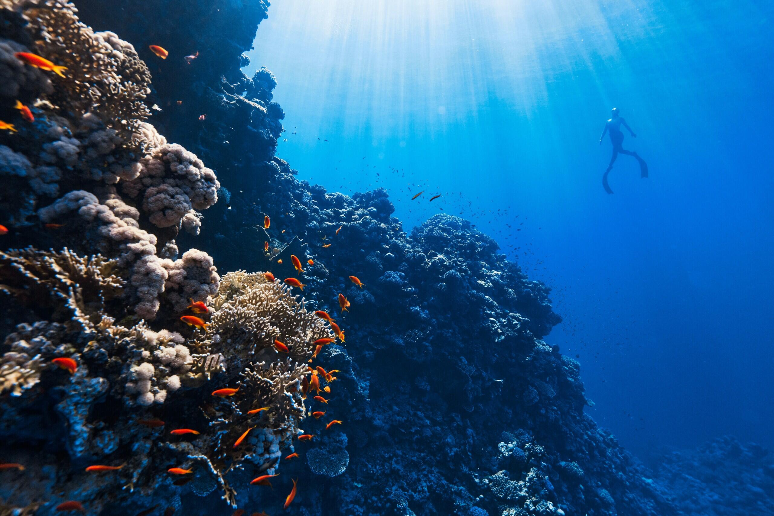 Penelitian, Edukasi Dampak Iklim di Great Barrier Reef Dorong Aksi Positif!