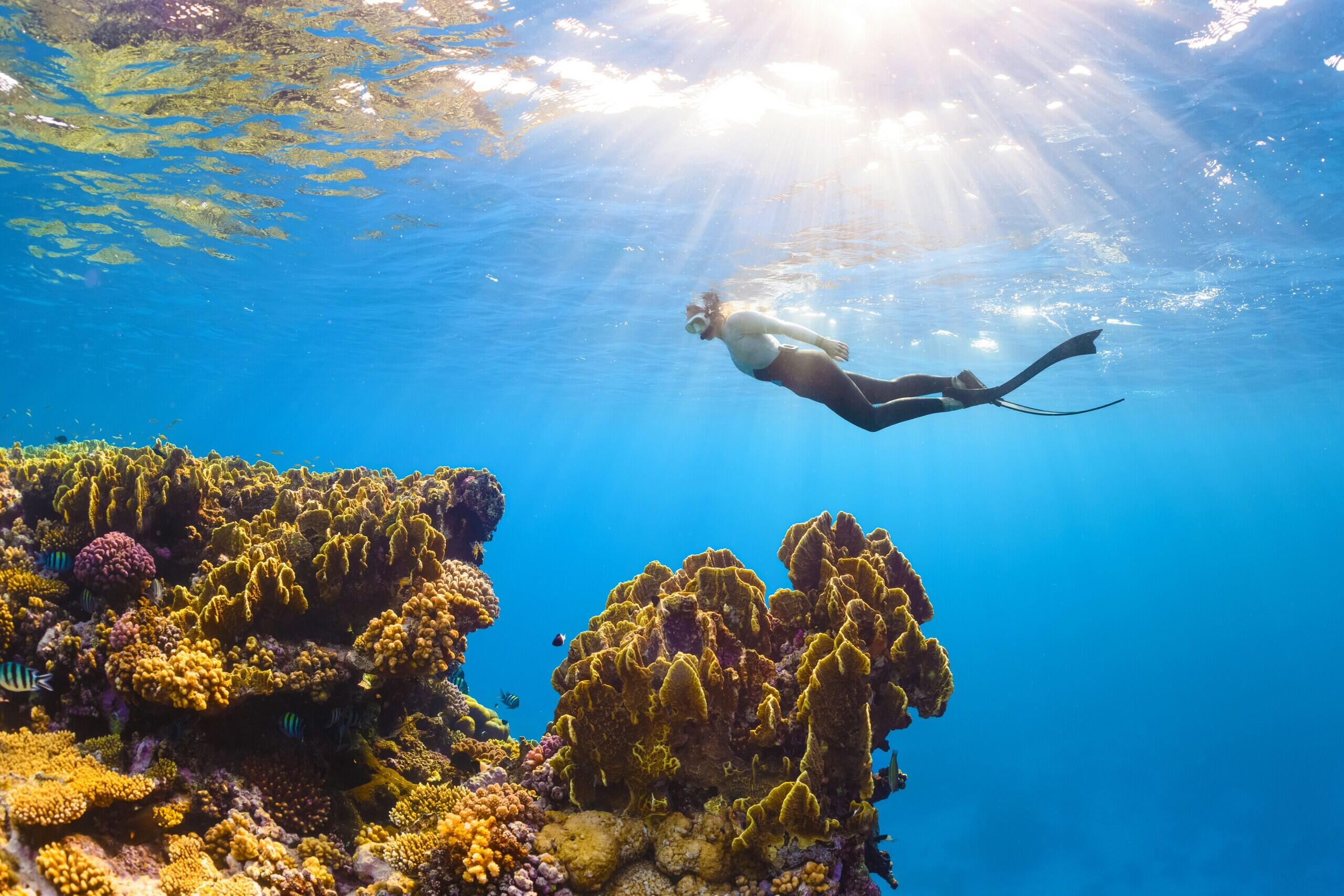 Penelitian, Edukasi Dampak Iklim di Great Barrier Reef Dorong Aksi Positif!
