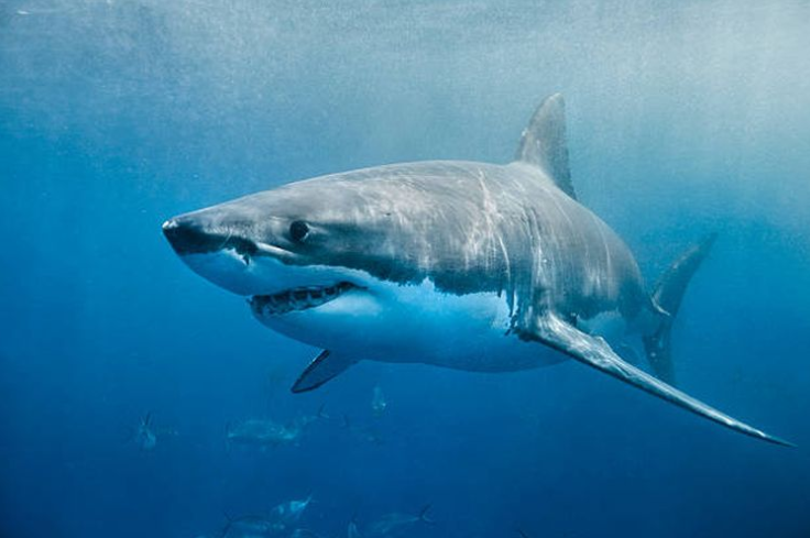 Misteri"White Shark Cafe", Tempat Berkumpulnya Hiu di Samudra Pasifik