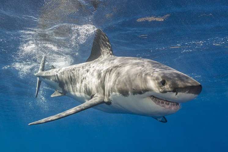 Misteri"White Shark Cafe", Tempat Berkumpulnya Hiu di Samudra Pasifik