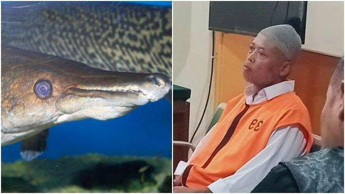 Nasib Mbah Piyono, Divonis Penjara Gara-gara Pelihara Ikan Aligator!