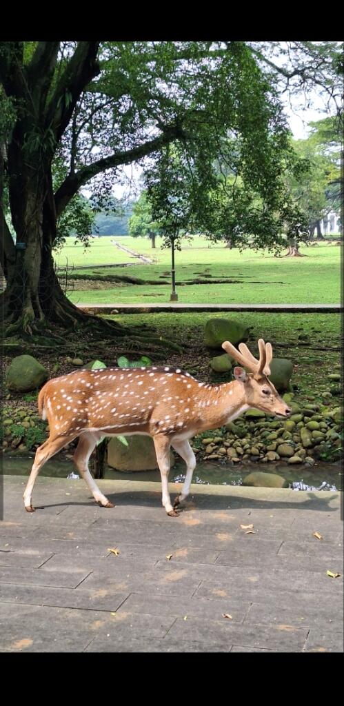 Petualangan Spontan ke Kebun Raya Bogor