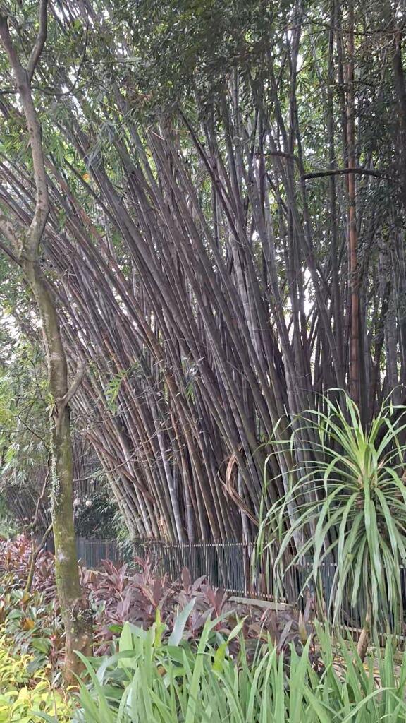 Petualangan Spontan ke Kebun Raya Bogor