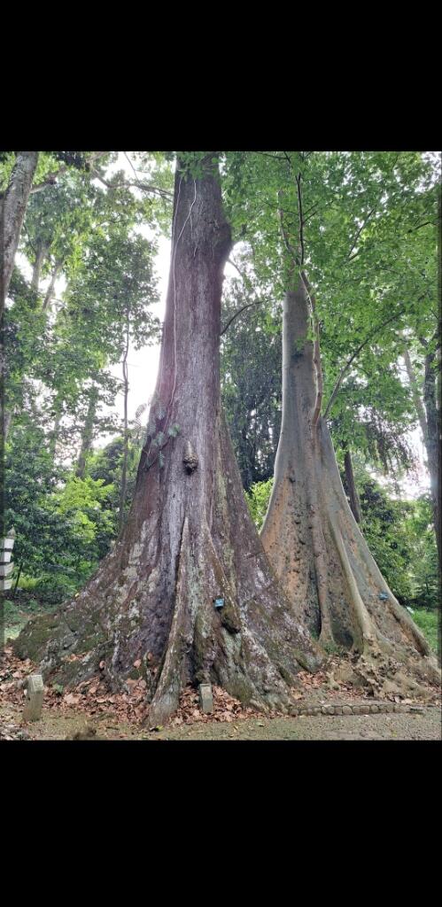 Petualangan Spontan ke Kebun Raya Bogor