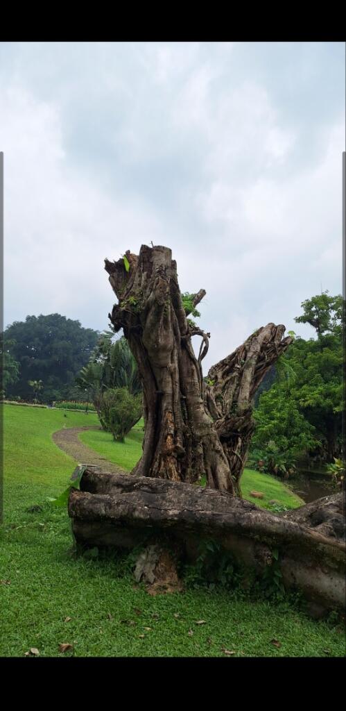 Petualangan Spontan ke Kebun Raya Bogor