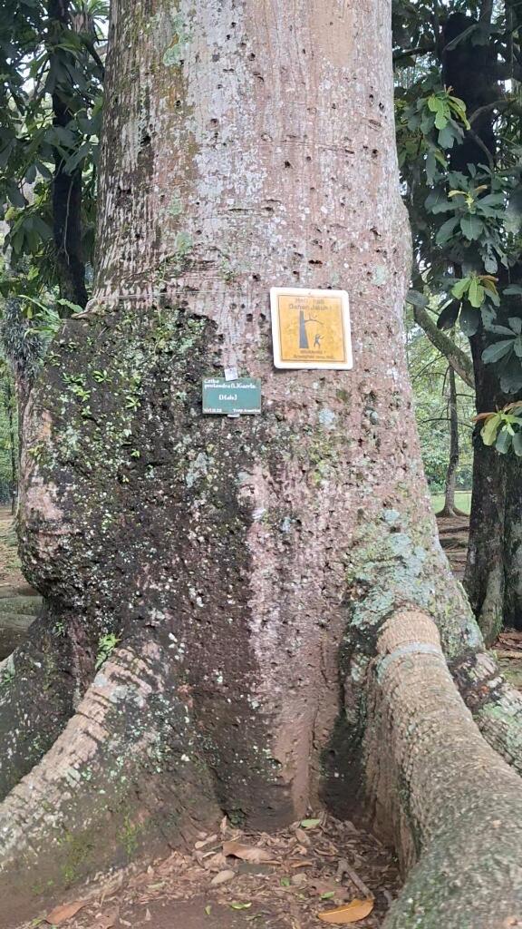 Petualangan Spontan ke Kebun Raya Bogor