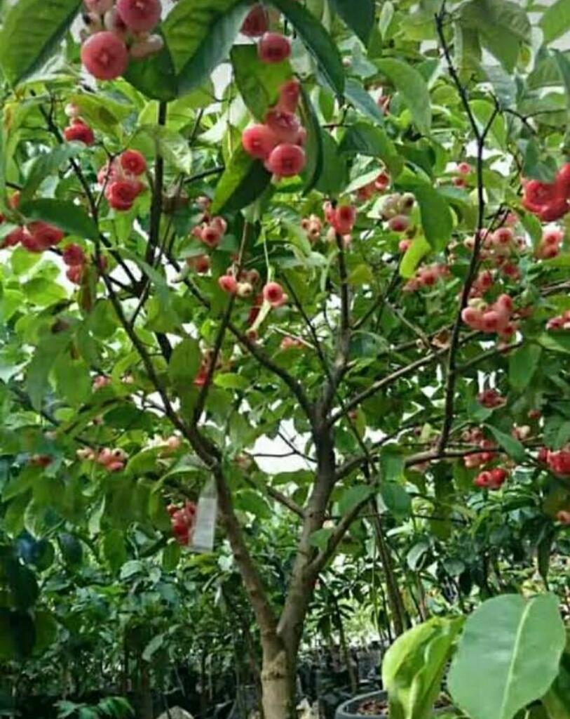 Keseruan Anak 90-an, Saat Mencuri Buah: Nostalgia yang Tak Terlupakan,