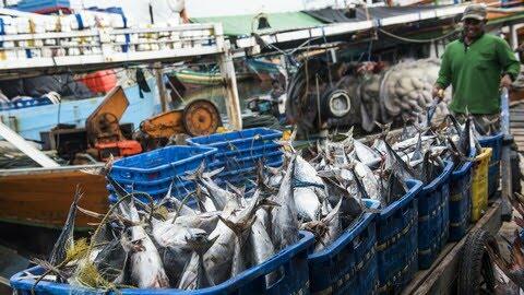 Miris! Punya Laut Luas, Kenapa Indonesia Masih Impor Ikan dari Norwegia dan China?
