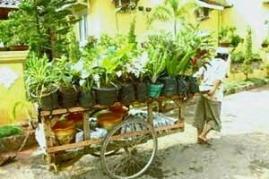Penjual Tanaman Keliling Kian Langka, Kapan Kamu Terakhir Beli? Support Mereka, Yuk!