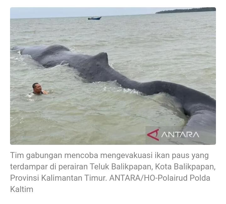Seekor paus seberat 40 ton terdampar di Teluk Balikpapan