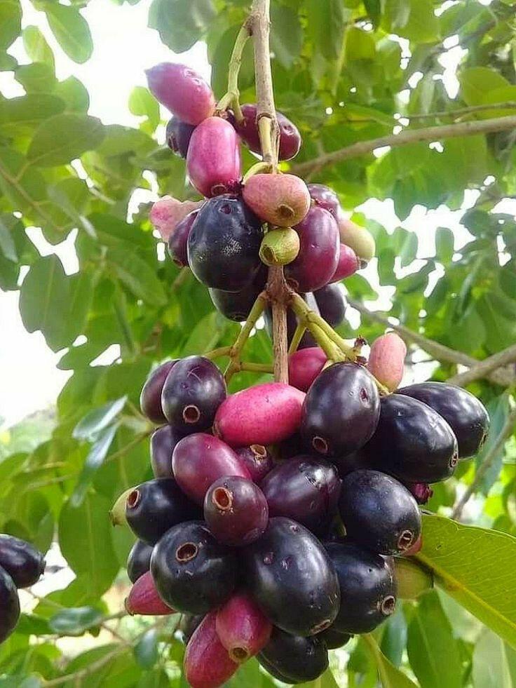 Keseruan Anak 90-an Mencari Buah Jamblang