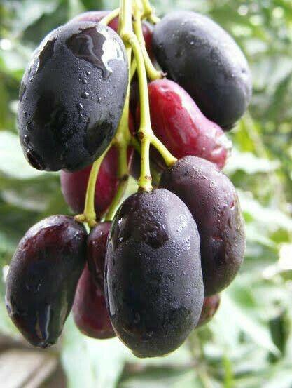 Keseruan Anak 90-an Mencari Buah Jamblang