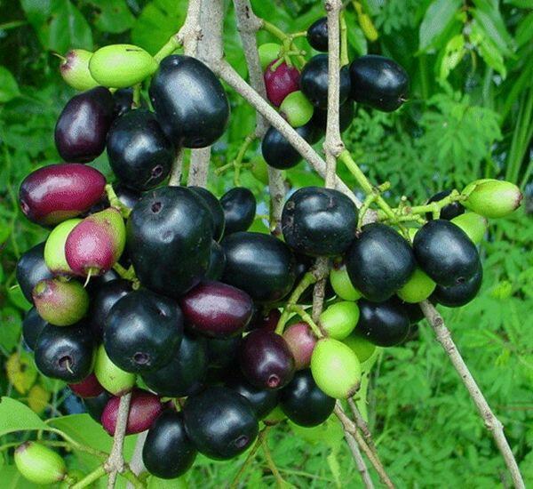 Keseruan Anak 90-an Mencari Buah Jamblang