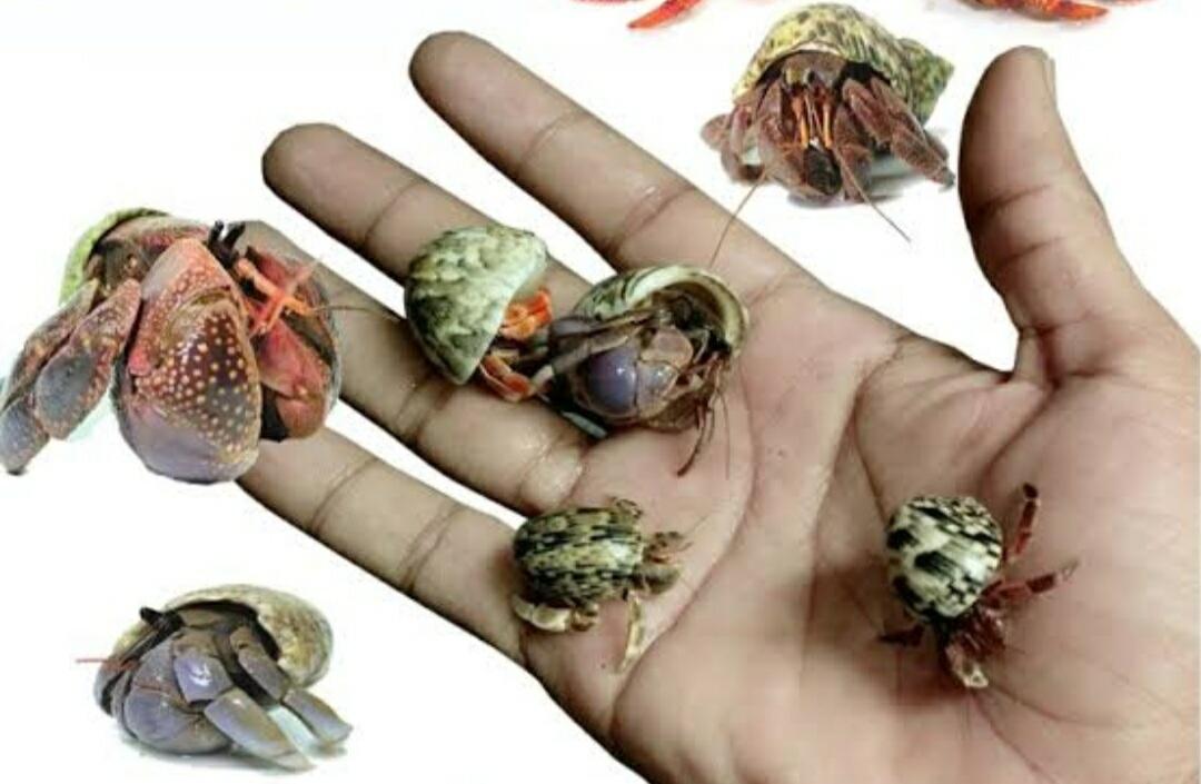 Hewan Kelomang di Era Anak 90an