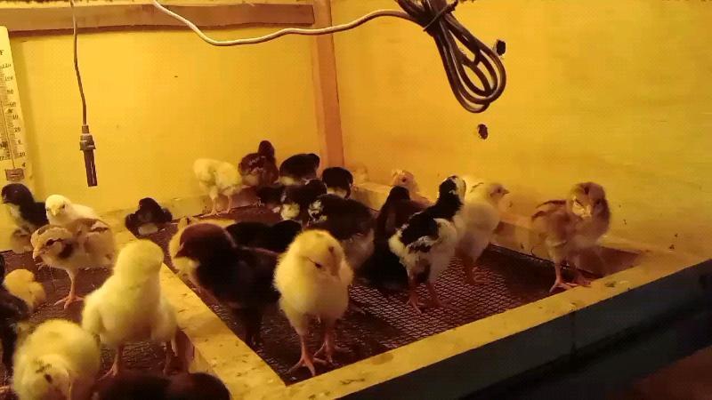 Ternak Ayam Kampung simpel untuk pemula