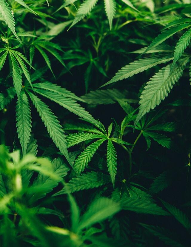 Penggunaan ganja dilarang di Jepang, menurut UU terbaru