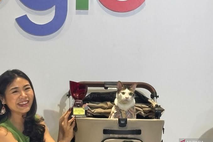 Wow! Kucing Bobby Kertanegara dapat Penghargaan dari Google, Sosok paling Dicari