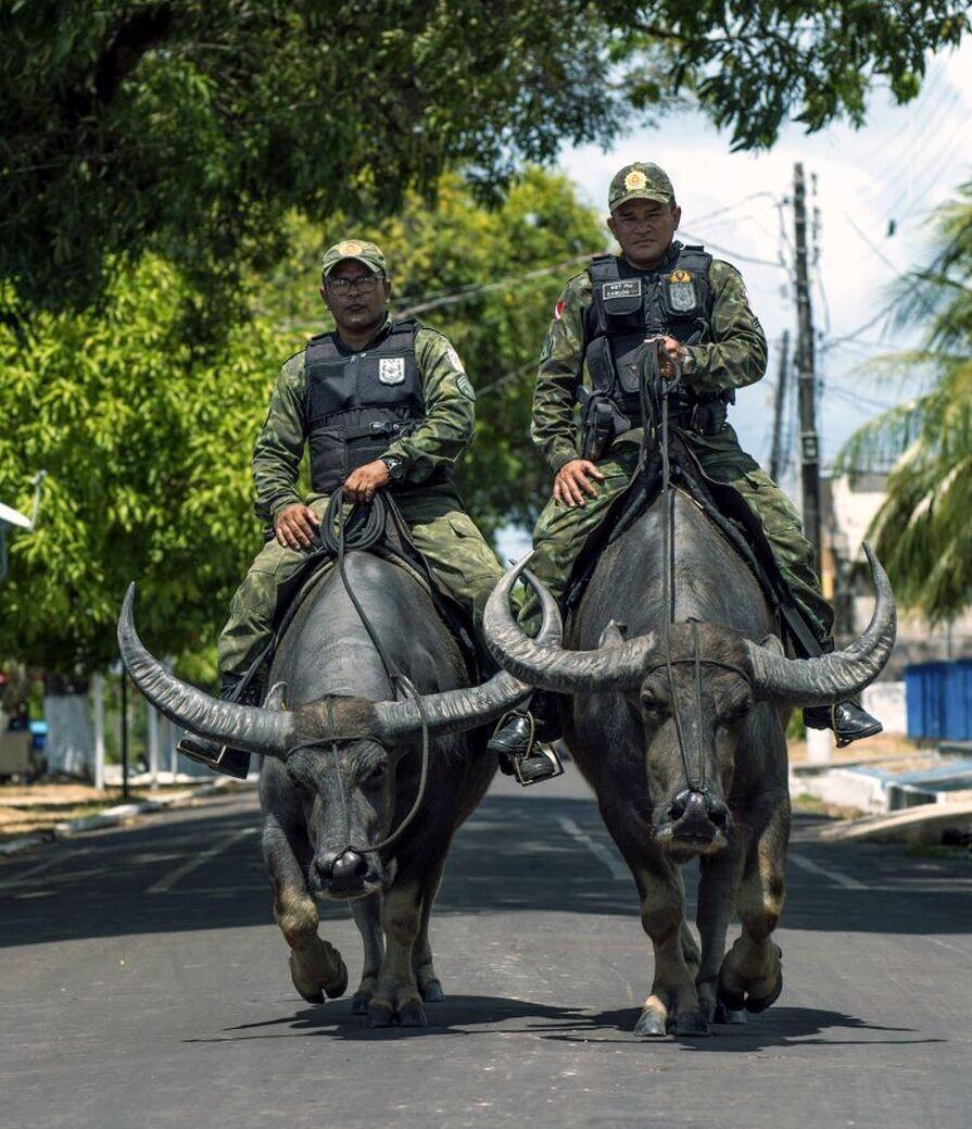 Jalan - jalan nyok! (Mengenal buffalo rider police di Marajo Island, Brazil)