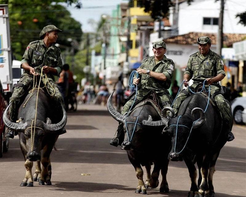 Jalan - jalan nyok! (Mengenal buffalo rider police di Marajo Island, Brazil)