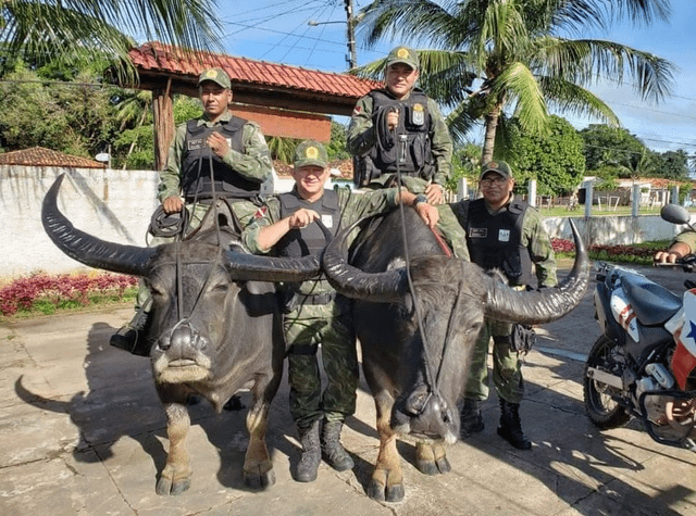Jalan - jalan nyok! (Mengenal buffalo rider police di Marajo Island, Brazil)