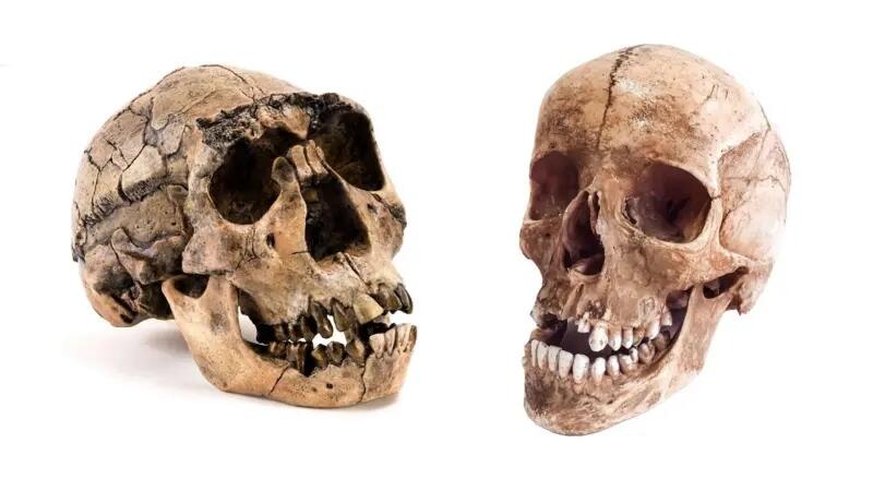 Manusia mungkin punah bila tidak kawin silang dengan Neanderthal