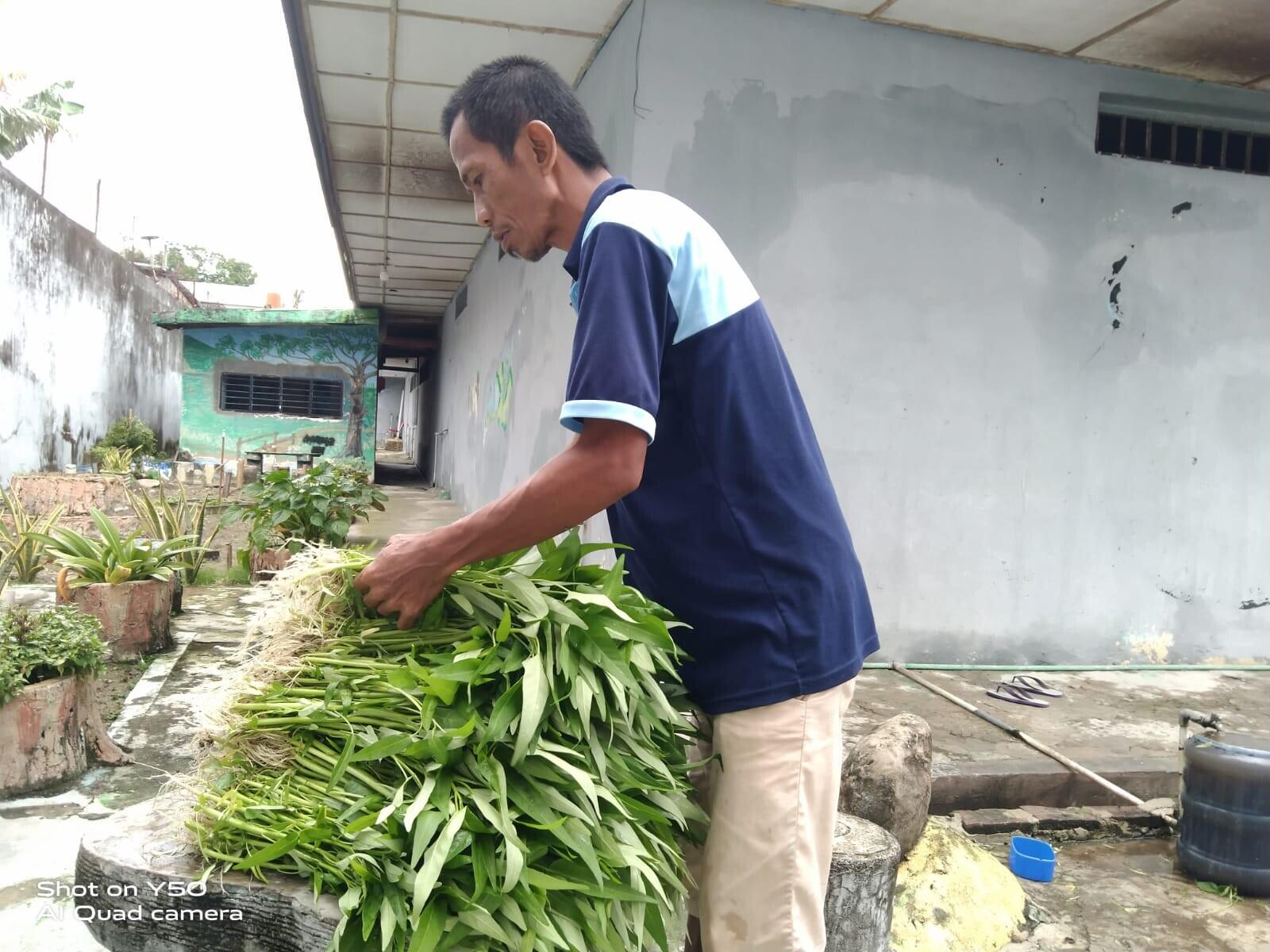 Syukur, Rutan Majene Panen Kangkung Hasil Pembinaan Pertanian Warga Binaan