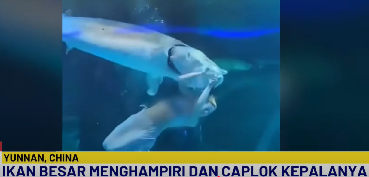 Penari Putri Duyung Dicaplok Ikan Raksasa, menawarkan ganti rugi sebesar $100