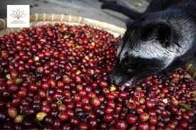 Mengenal Kopi Luwak: Keunikan, Proses, dan Manfaatnya