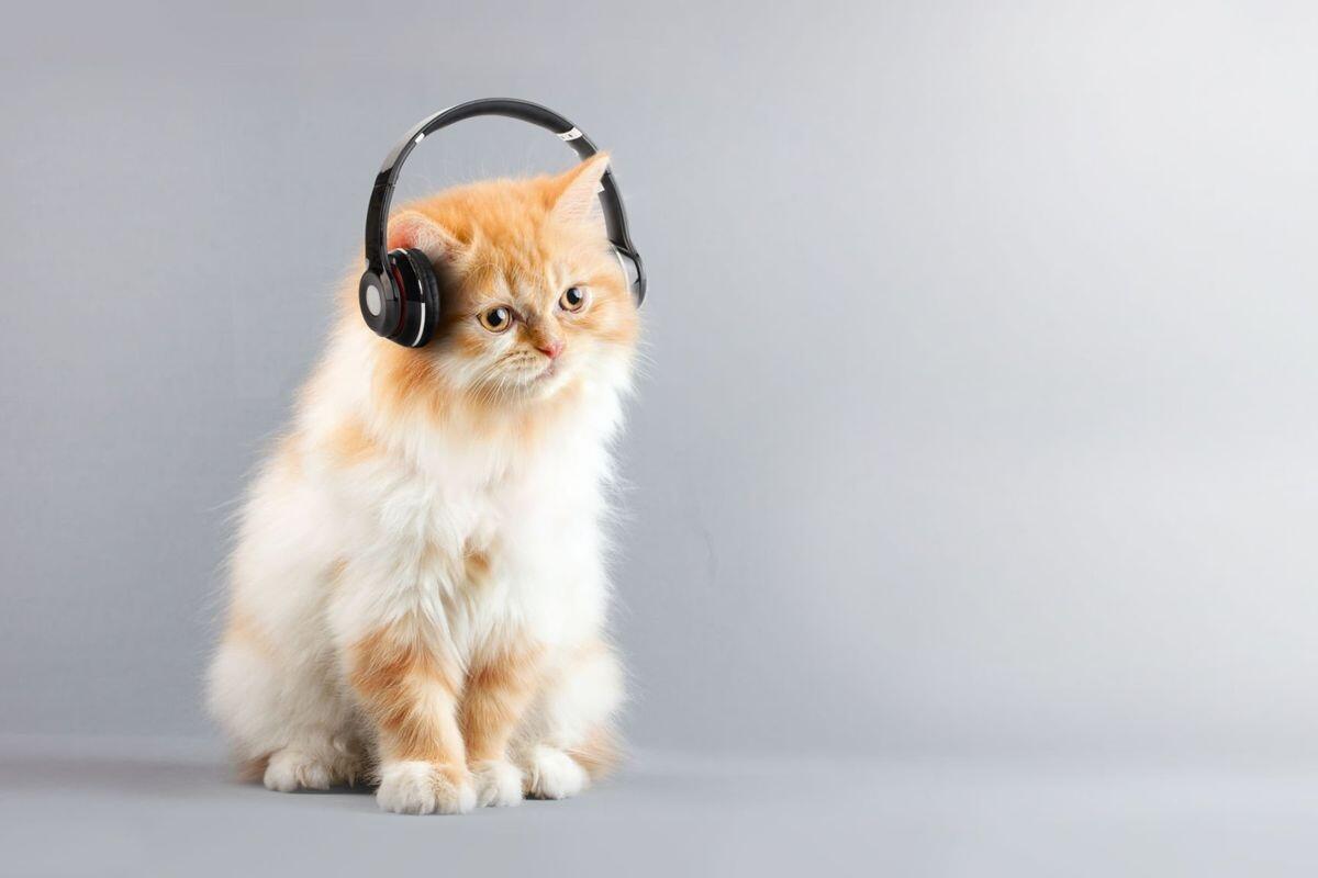 Jenis Musik Apa yang Disukai Hewan Peliharaan?