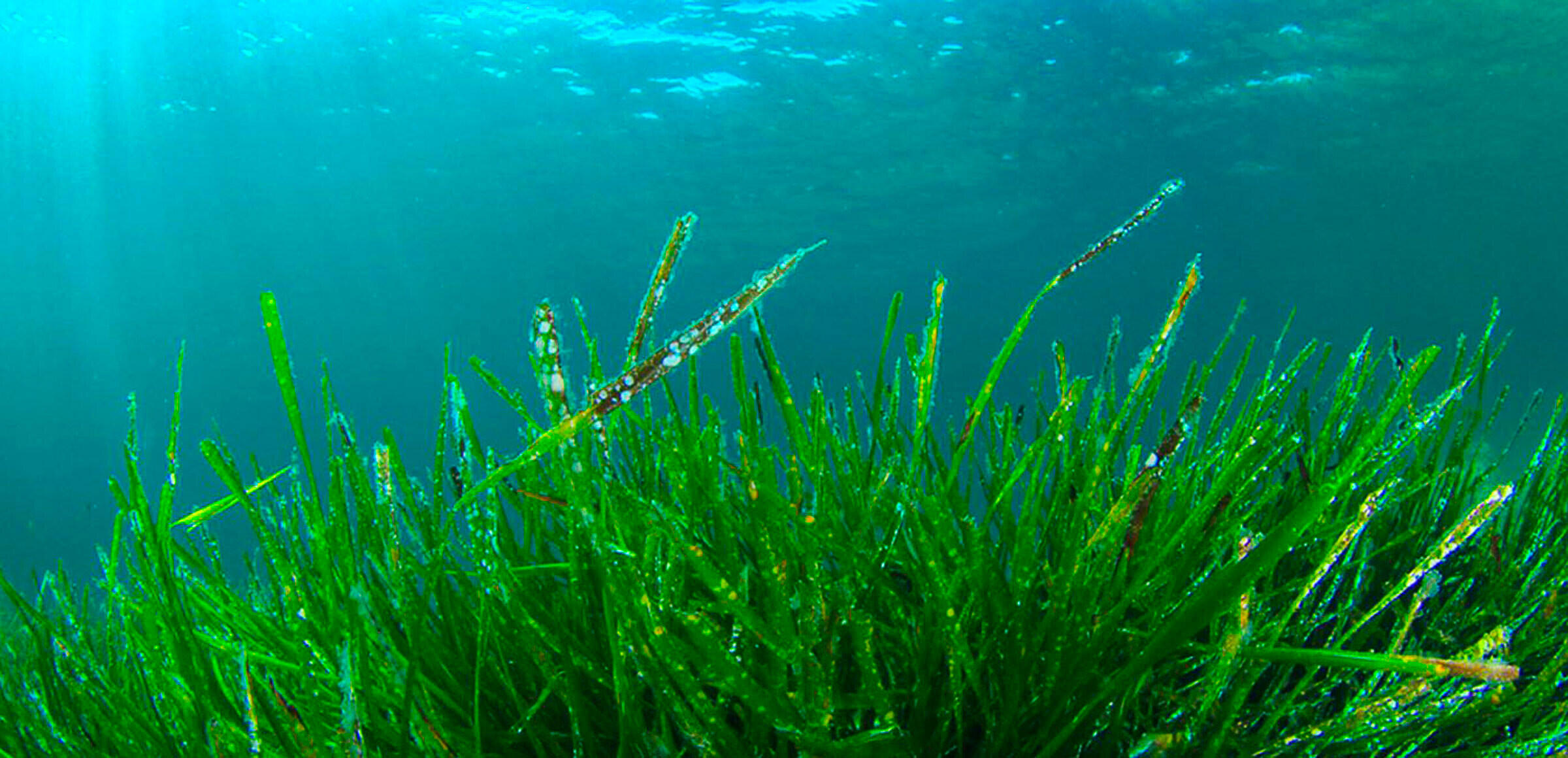 Spirulina: Superfood Laut yang Bisa Mengubah Kesehatanmu! ๐๐