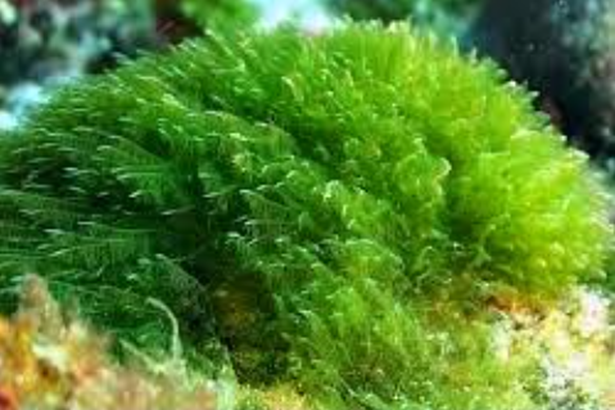 Chlorella: Superfood Hijau yang Bisa Mengubah Kesehatanmu!