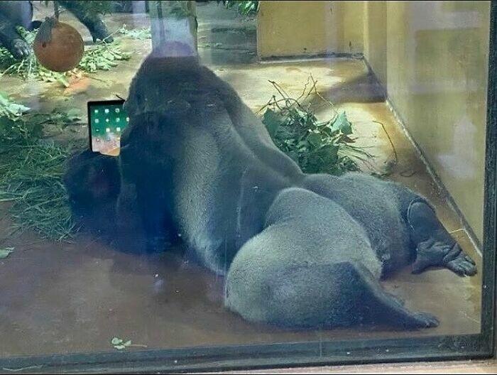 Hewan Ini Lucu Banget, Ada Aja Kelakuannya