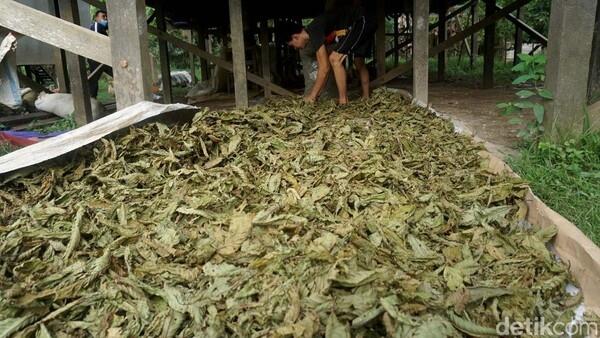 Meski Sudah Ekspor, Kratom Belum Bebas Dijual Dalam Negeri