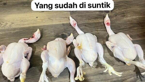 Penampakan Ayam Gelonggongan Dijual Pedagang Nakal di Pasar Kebayoran Lama