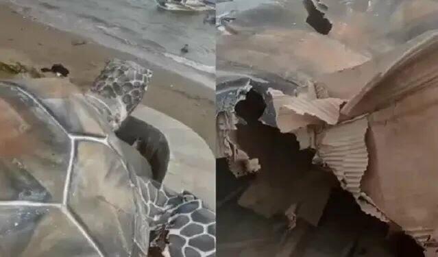 Patung Penyu di Sukabumi Rusak, Terbuat dari Kardus! Anggarannya 15,6 Miliar Rupiah