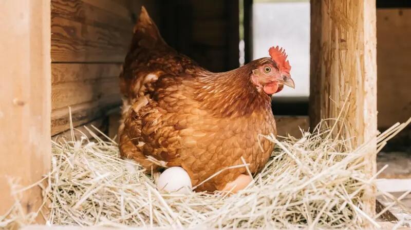 '1 keluarga 1 ayam betina' Kota Eropa bagi ayam gratis untuk perangi limbah makanan