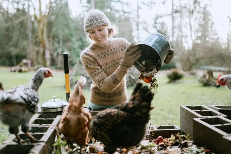 '1 keluarga 1 ayam betina' Kota Eropa bagi ayam gratis untuk perangi limbah makanan