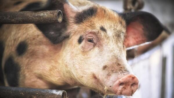 9 Produk Pangan yang Mengandung Babi Menurut BPJPH-BPOM, Ini Daftarnya