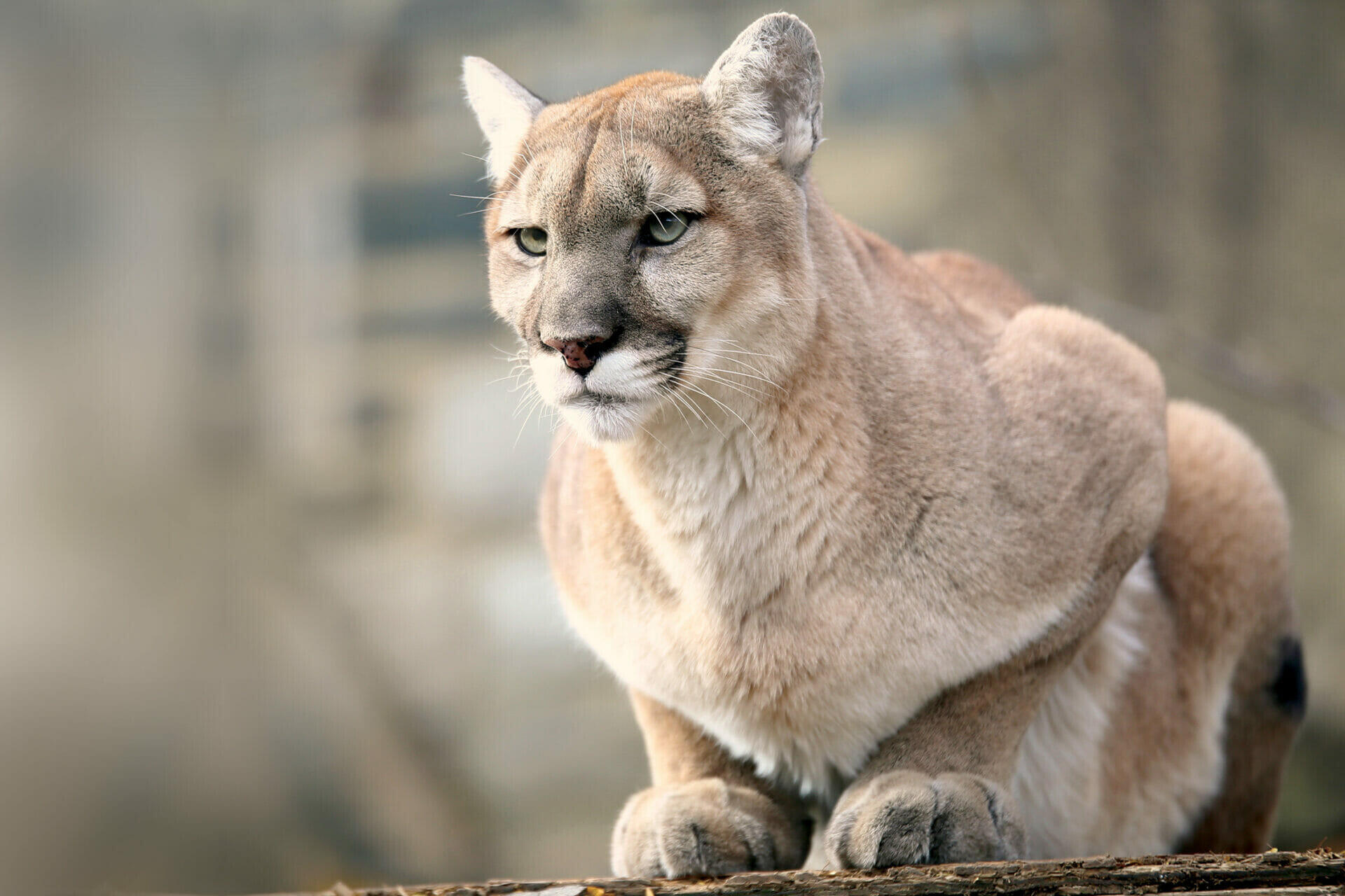 Puma: Si Hantu Gunung yang Gesit dan Misterius