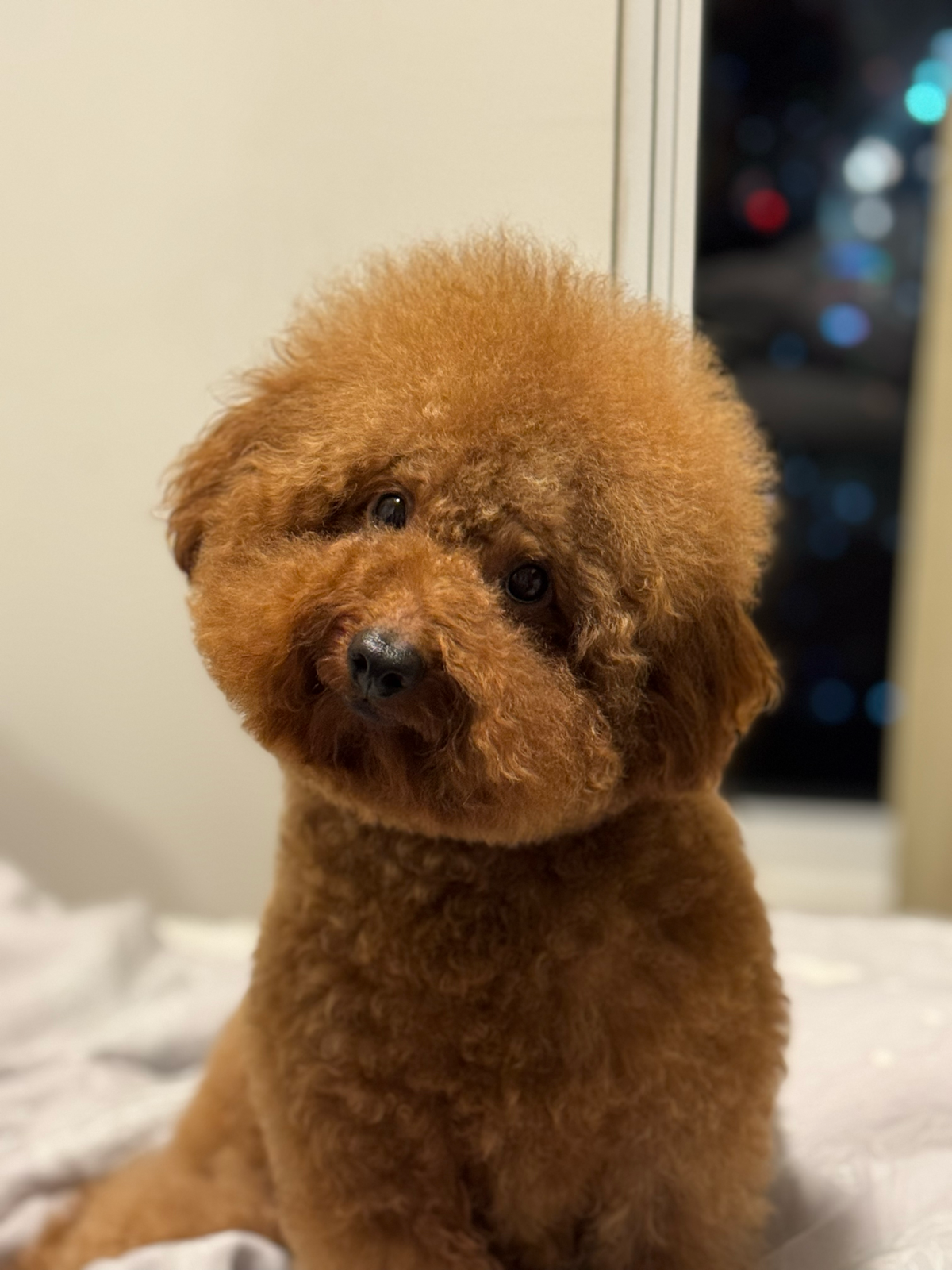 Banyak Anjing Dianggap Nakal Padahal Cuma Bosan – Ini Solusinya!