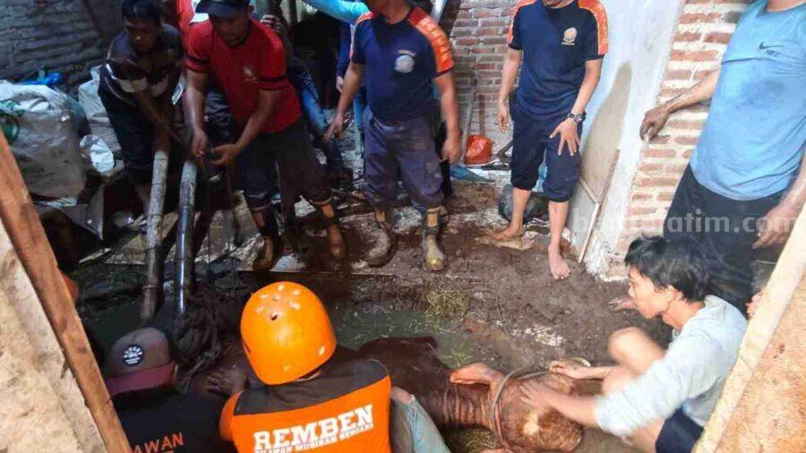 Sapi Hamil Terperosok ke Lubang Septic Tank di Mojokerto, Dievakuasi Selama Enam Jam