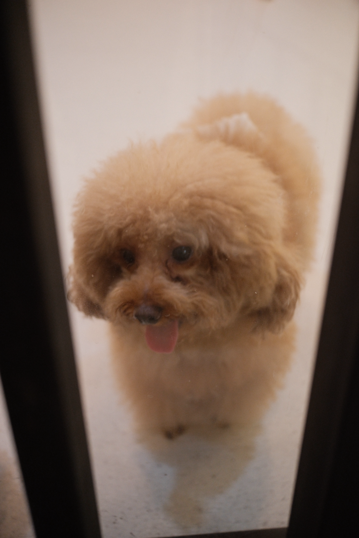 Stimulasi Mental untuk Anjing: Rahasia Anjing Cerdas, Tenang, dan Bahagia