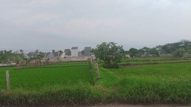 Instruksi Kementan: Sawah Ditanami Padi, Bukan Komoditas Lain