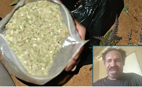 Aparat Temukan Dokumen Panglima TPNPB Budi Daya Ganja di Hutan Papua