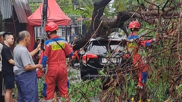 Pohon Tumbang Timpa Mobil di Jakbar gegara Hujan - Angin Kencang