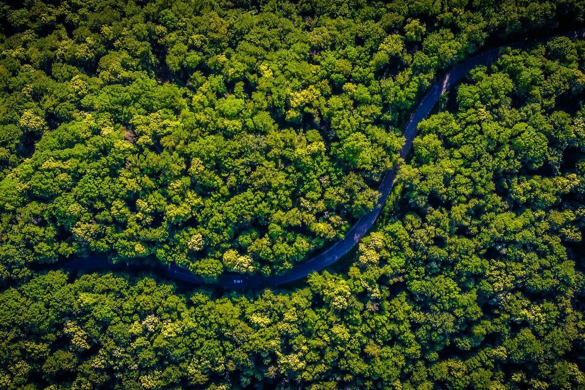 Hutan Amazon Diserbu Rating Bintang 1 oleh Netizen RI, Balasan atas Gunung Rinjani?