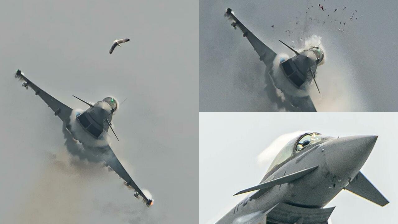 Tragis ! Seekor Burung Camar Tewas Ditabrak Jet Tempur Typhoon Milik Spanyol
