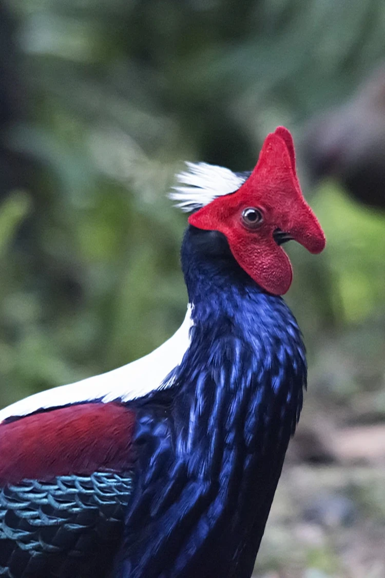 Burung Aneh yg Tampangnya Lebih Mirip Alien Ketimbang Hewan
